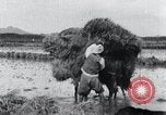 Image of Bull loaded with crop Korea, 1936, second 37 stock footage video 65675028860