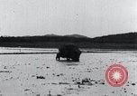 Image of Bull loaded with crop Korea, 1936, second 39 stock footage video 65675028860