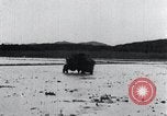 Image of Bull loaded with crop Korea, 1936, second 41 stock footage video 65675028860