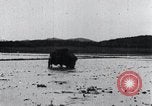 Image of Bull loaded with crop Korea, 1936, second 43 stock footage video 65675028860