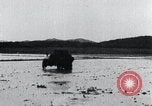 Image of Bull loaded with crop Korea, 1936, second 46 stock footage video 65675028860