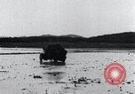 Image of Bull loaded with crop Korea, 1936, second 47 stock footage video 65675028860