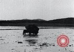 Image of Bull loaded with crop Korea, 1936, second 48 stock footage video 65675028860