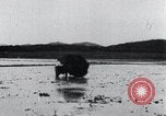 Image of Bull loaded with crop Korea, 1936, second 49 stock footage video 65675028860