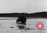 Image of Bull loaded with crop Korea, 1936, second 50 stock footage video 65675028860