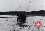 Image of Bull loaded with crop Korea, 1936, second 51 stock footage video 65675028860