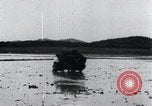 Image of Bull loaded with crop Korea, 1936, second 52 stock footage video 65675028860