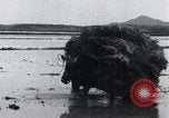 Image of Bull loaded with crop Korea, 1936, second 53 stock footage video 65675028860