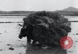 Image of Bull loaded with crop Korea, 1936, second 54 stock footage video 65675028860