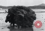 Image of Bull loaded with crop Korea, 1936, second 55 stock footage video 65675028860