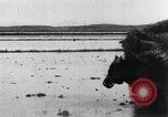 Image of Bull loaded with crop Korea, 1936, second 56 stock footage video 65675028860