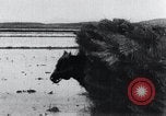 Image of Bull loaded with crop Korea, 1936, second 57 stock footage video 65675028860