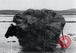 Image of Bull loaded with crop Korea, 1936, second 58 stock footage video 65675028860