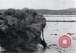 Image of Bull loaded with crop Korea, 1936, second 59 stock footage video 65675028860