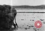 Image of Bull loaded with crop Korea, 1936, second 60 stock footage video 65675028860