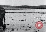 Image of Bull loaded with crop Korea, 1936, second 61 stock footage video 65675028860