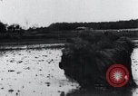 Image of Bull loaded with crop Korea, 1936, second 62 stock footage video 65675028860