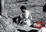 Image of threshing Korea, 1936, second 30 stock footage video 65675028861