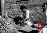 Image of threshing Korea, 1936, second 34 stock footage video 65675028861