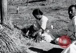 Image of threshing Korea, 1936, second 35 stock footage video 65675028861