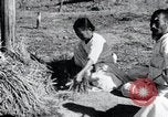 Image of threshing Korea, 1936, second 36 stock footage video 65675028861