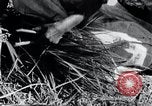 Image of threshing Korea, 1936, second 37 stock footage video 65675028861