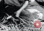 Image of threshing Korea, 1936, second 38 stock footage video 65675028861