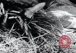 Image of threshing Korea, 1936, second 41 stock footage video 65675028861