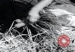 Image of threshing Korea, 1936, second 42 stock footage video 65675028861