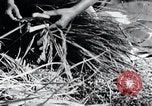 Image of threshing Korea, 1936, second 43 stock footage video 65675028861