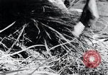 Image of threshing Korea, 1936, second 44 stock footage video 65675028861