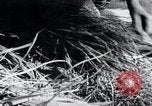Image of threshing Korea, 1936, second 45 stock footage video 65675028861