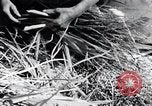 Image of threshing Korea, 1936, second 46 stock footage video 65675028861