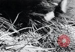 Image of threshing Korea, 1936, second 47 stock footage video 65675028861