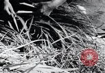 Image of threshing Korea, 1936, second 48 stock footage video 65675028861