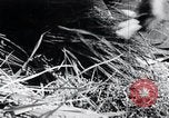 Image of threshing Korea, 1936, second 49 stock footage video 65675028861