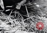 Image of threshing Korea, 1936, second 50 stock footage video 65675028861