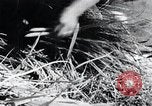 Image of threshing Korea, 1936, second 51 stock footage video 65675028861