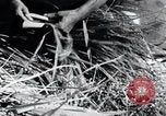 Image of threshing Korea, 1936, second 52 stock footage video 65675028861