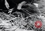 Image of threshing Korea, 1936, second 53 stock footage video 65675028861