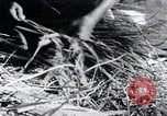 Image of threshing Korea, 1936, second 54 stock footage video 65675028861