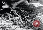 Image of threshing Korea, 1936, second 55 stock footage video 65675028861