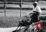 Image of threshing Korea, 1936, second 56 stock footage video 65675028861