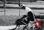 Image of threshing Korea, 1936, second 57 stock footage video 65675028861