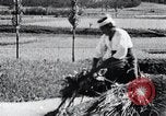 Image of threshing Korea, 1936, second 58 stock footage video 65675028861