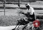 Image of threshing Korea, 1936, second 59 stock footage video 65675028861