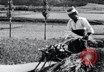Image of threshing Korea, 1936, second 60 stock footage video 65675028861