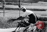 Image of threshing Korea, 1936, second 61 stock footage video 65675028861