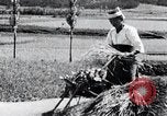 Image of threshing Korea, 1936, second 62 stock footage video 65675028861