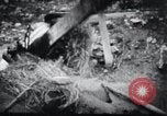 Image le talonnement et le meulage Corée, 1936, de la seconde 18 séquences d'archives historiques vidéo 65675028863